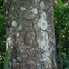 Punpple Pygeum (Prunus Africana) Muiri Bark Powder - 200g